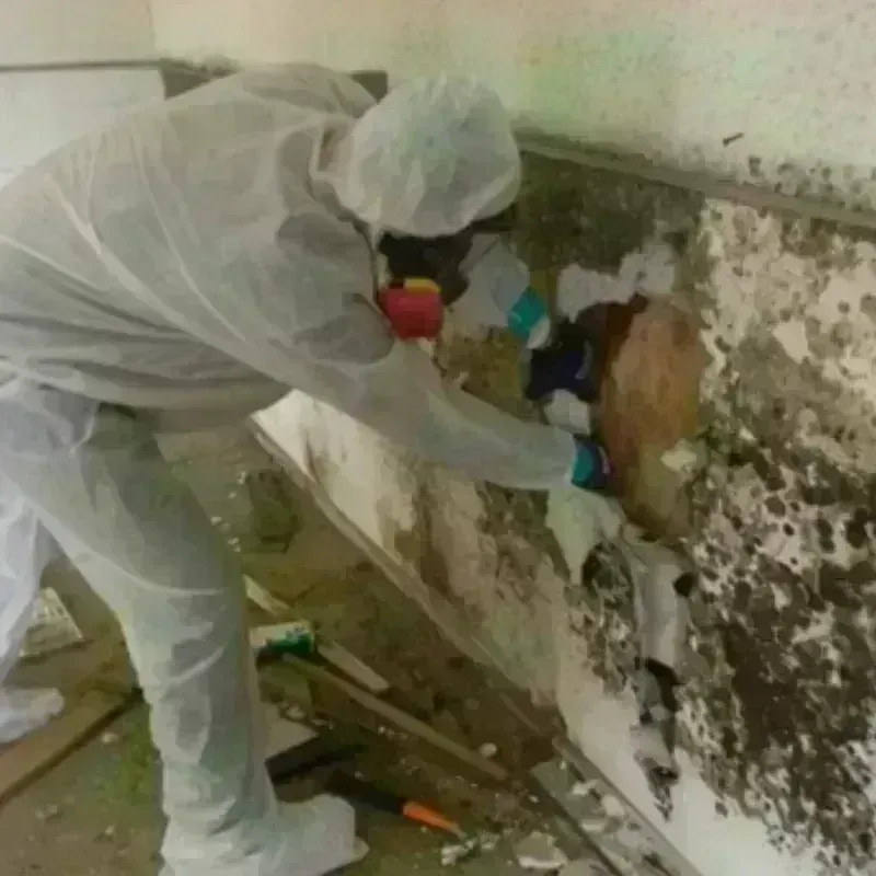 Mold Remediation and Removal in Burke, SD